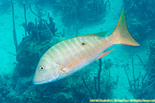 mutton snapper